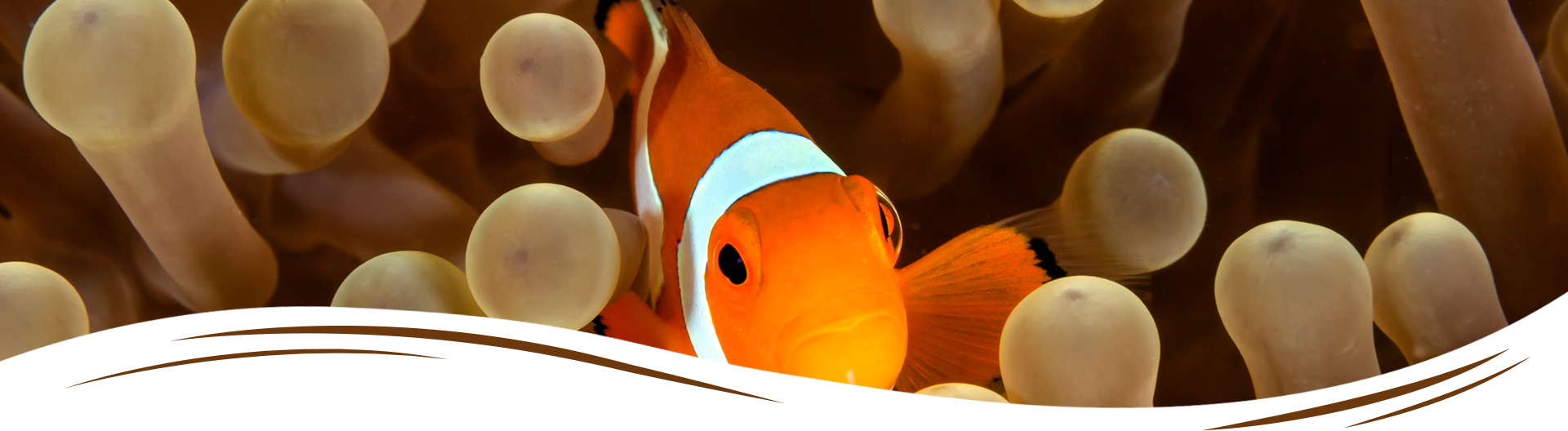 Aquaemotions-1920x768px-4