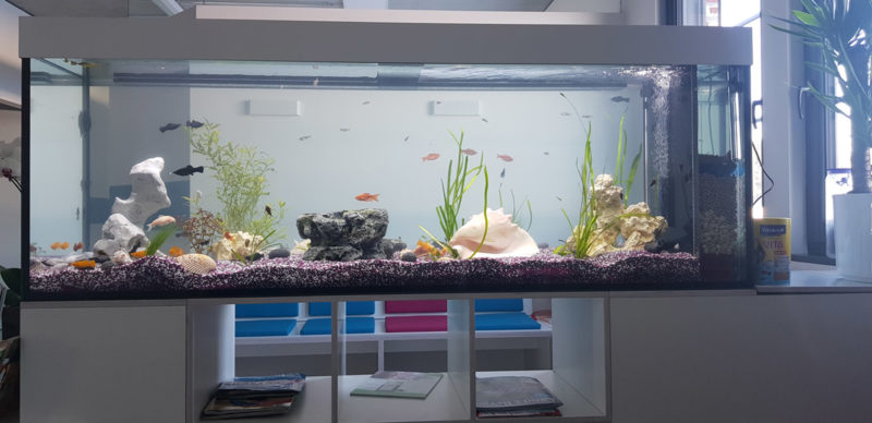 Aquarium_aufgebaut-3