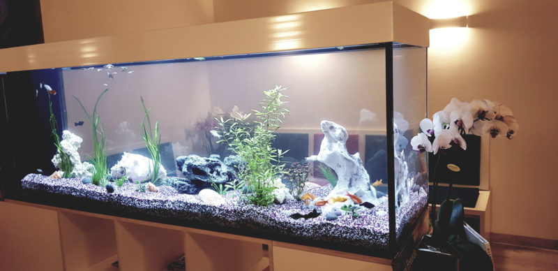 Aquarium_aufgebaut-4