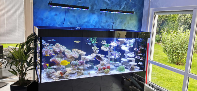 Aquarium_eingerichtet