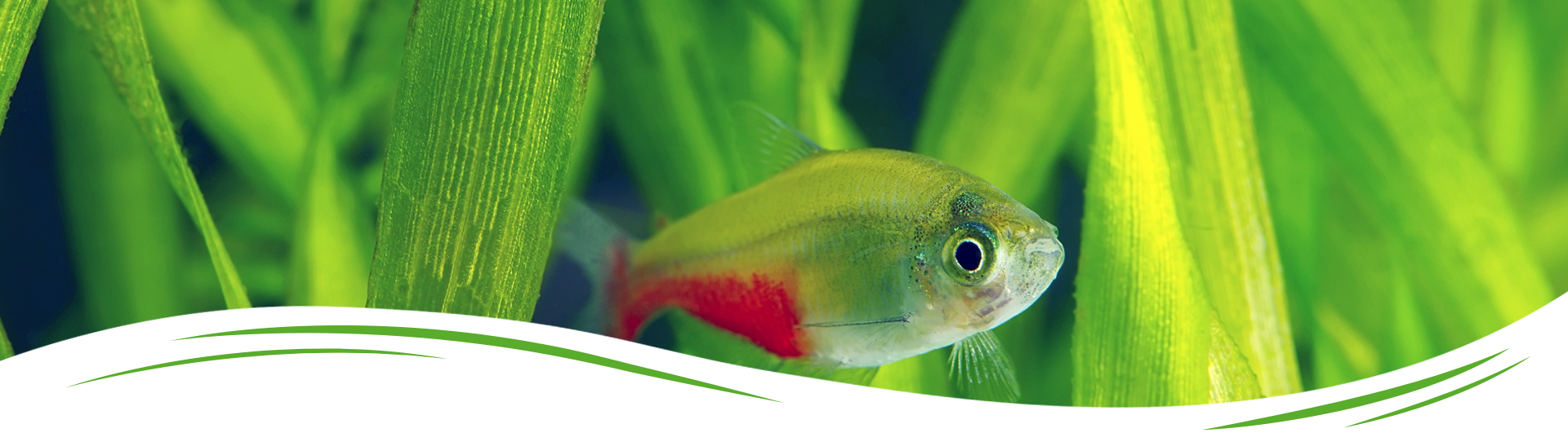 Aquaemotions-1920x768px-2